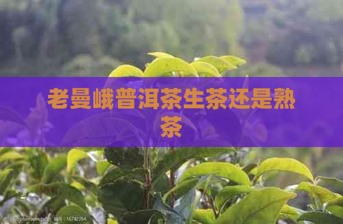 老曼峨普洱茶生茶还是熟茶