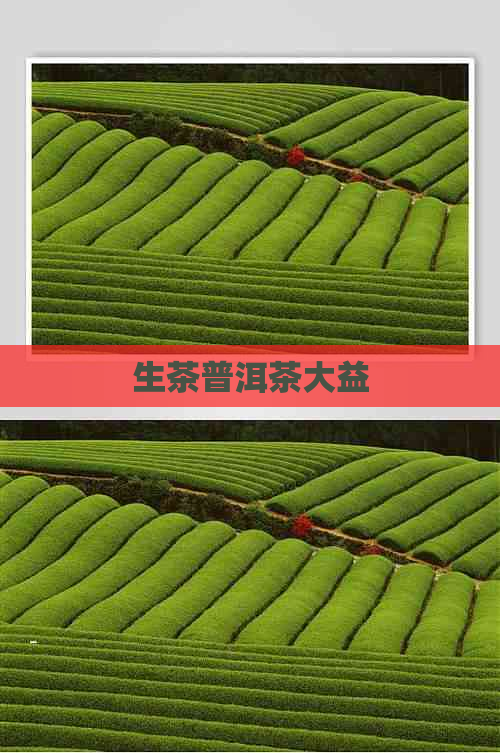 生茶普洱茶大益