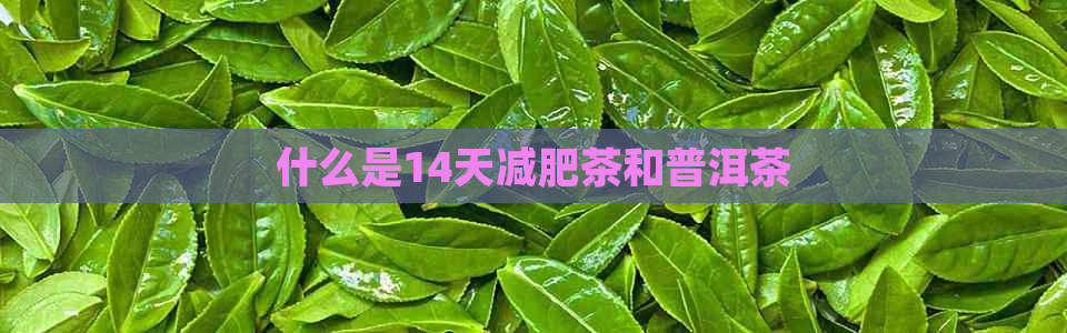 什么是14天减肥茶和普洱茶