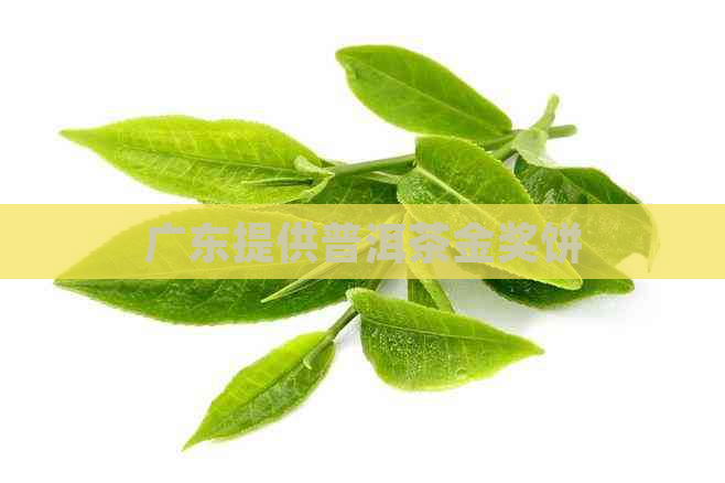 广东提供普洱茶金奖饼