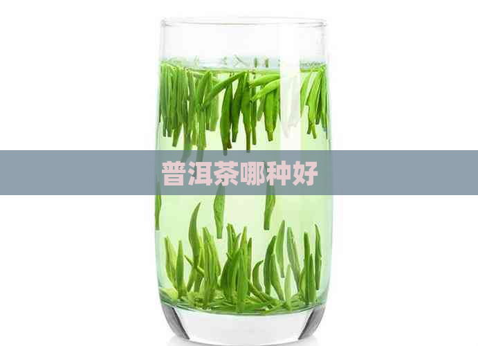 普洱茶哪种好