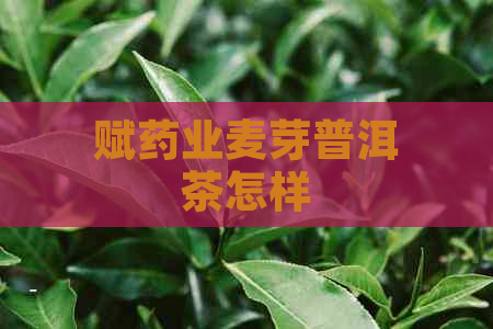 赋药业麦芽普洱茶怎样