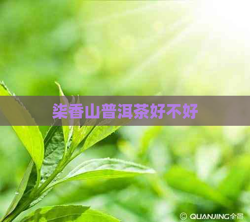 柒香山普洱茶好不好