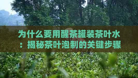 为什么要用醒茶罐装茶叶水：揭秘茶叶泡制的关键步骤