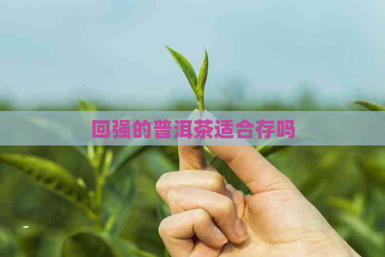 回强的普洱茶适合存吗