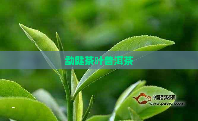 勐健茶叶普洱茶