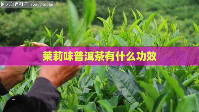 茉莉味普洱茶有什么功效