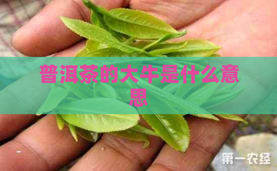 普洱茶的大牛是什么意思