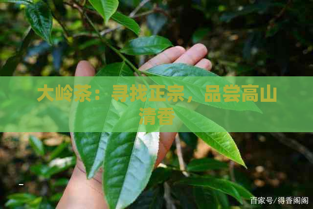 大岭茶：寻找正宗，品尝高山清香