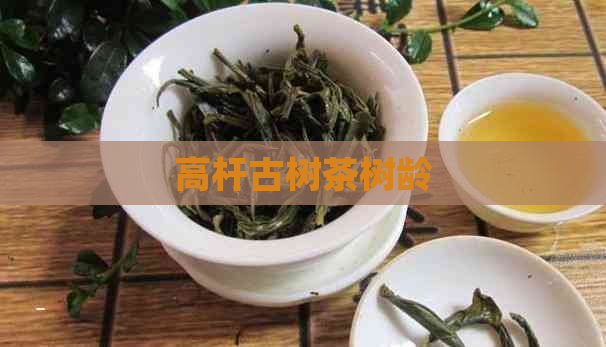 高杆古树茶树龄