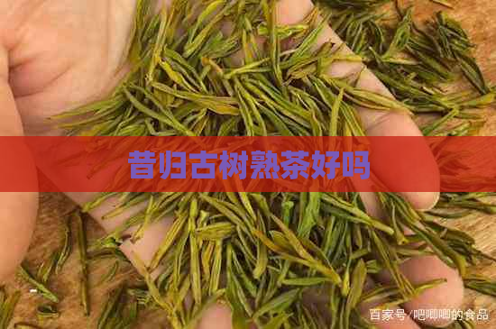 昔归古树熟茶好吗