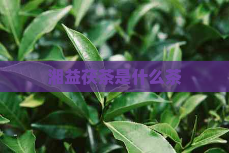 湘益茯茶是什么茶