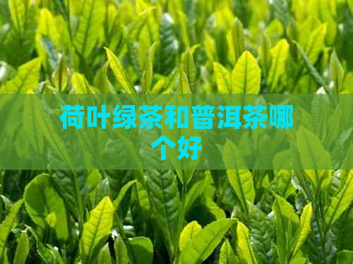 荷叶绿茶和普洱茶哪个好