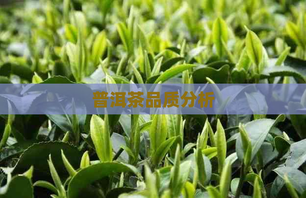 普洱茶品质分析