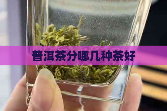 普洱茶分哪几种茶好