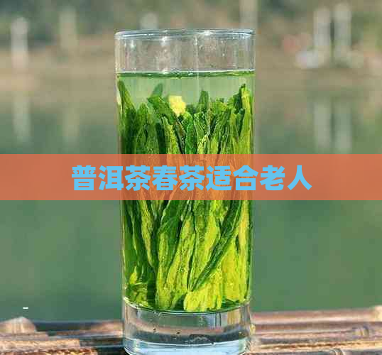 普洱茶春茶适合老人