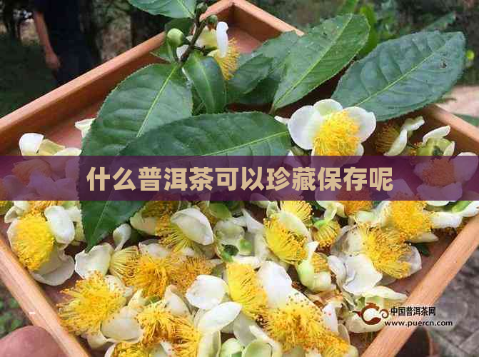 什么普洱茶可以珍藏保存呢