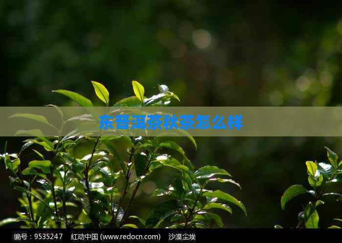 东普洱茶秋茶怎么样