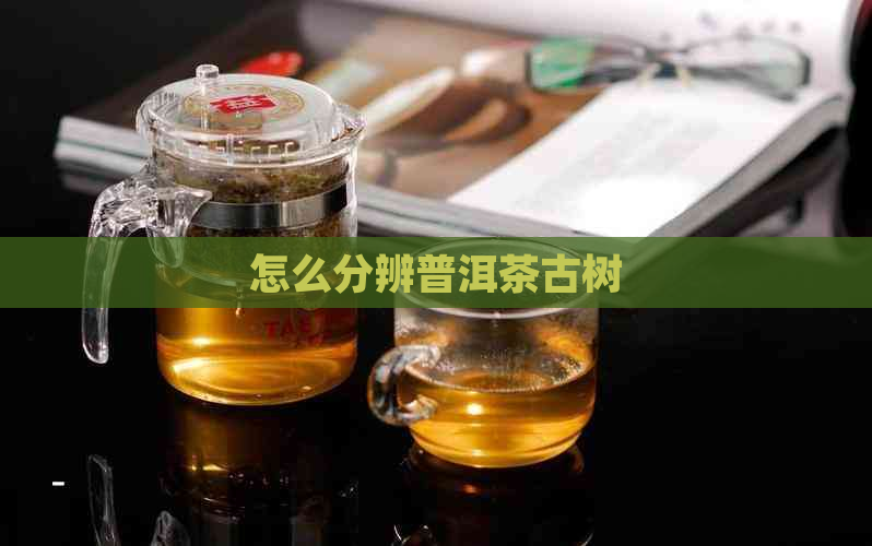 怎么分辨普洱茶古树