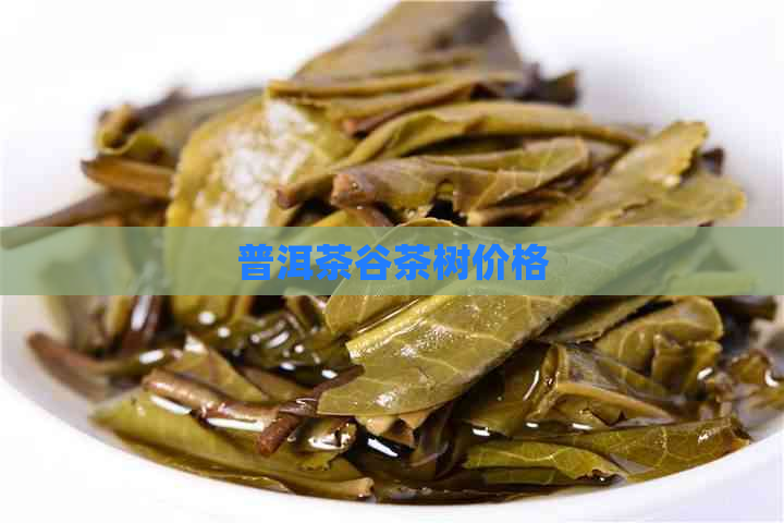 普洱茶谷茶树价格