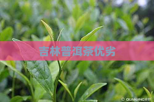 吉林普洱茶优劣