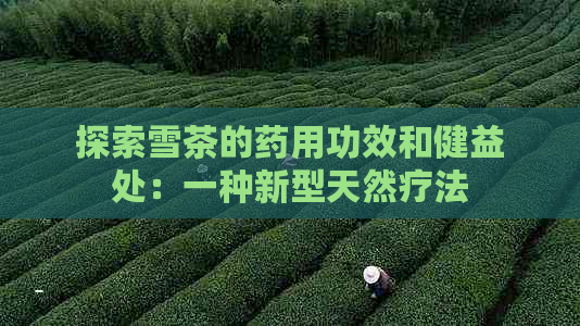 探索雪茶的药用功效和健益处：一种新型天然疗法