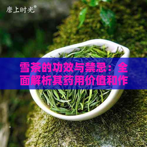 雪茶的功效与禁忌：全面解析其药用价值和作用功效