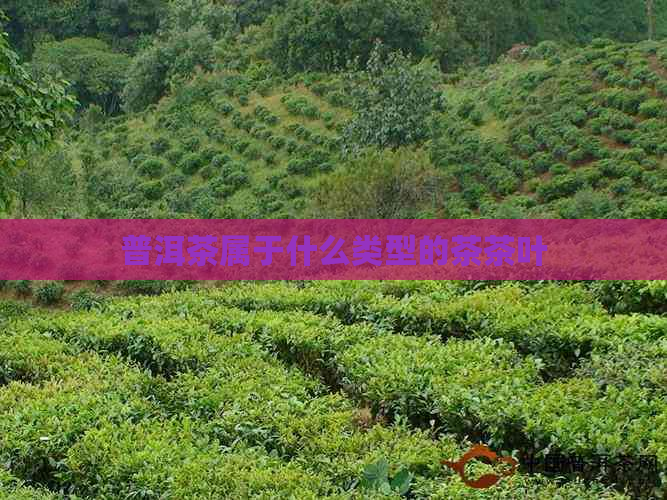 普洱茶属于什么类型的茶茶叶