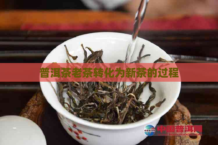 普洱茶老茶转化为新茶的过程