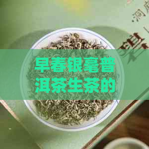 早春银毫普洱茶生茶的味道