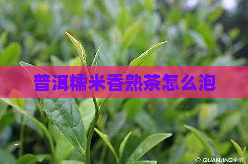 普洱糯米香熟茶怎么泡