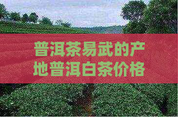 普洱茶易武的产地普洱白茶价格