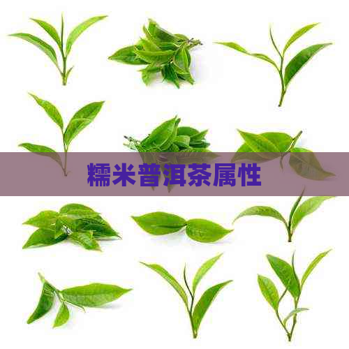 糯米普洱茶属性