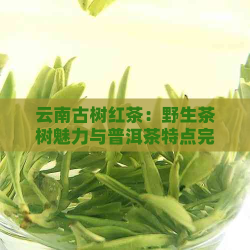 云南古树红茶：野生茶树魅力与普洱茶特点完美融合