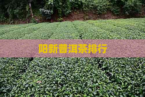 阳新普洱茶排行