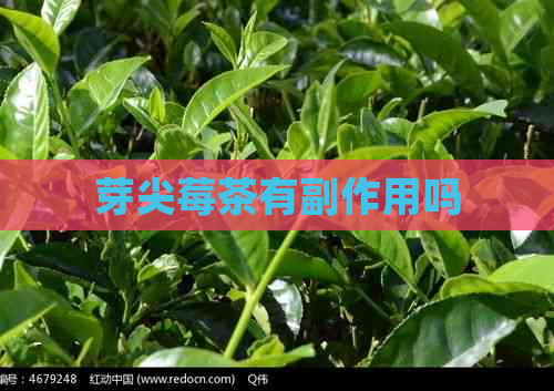 芽尖莓茶有副作用吗