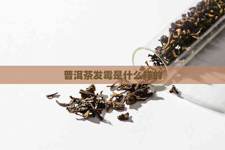 普洱茶发霉是什么样的