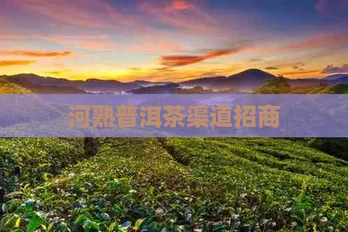 河熟普洱茶渠道招商