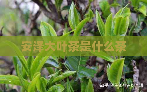 安泽大叶茶是什么茶