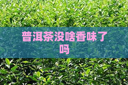 普洱茶没啥香味了吗