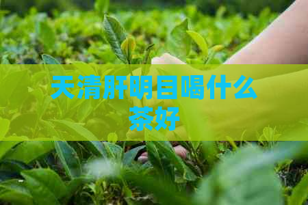 天清肝明目喝什么茶好