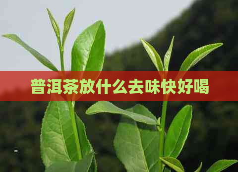 普洱茶放什么去味快好喝