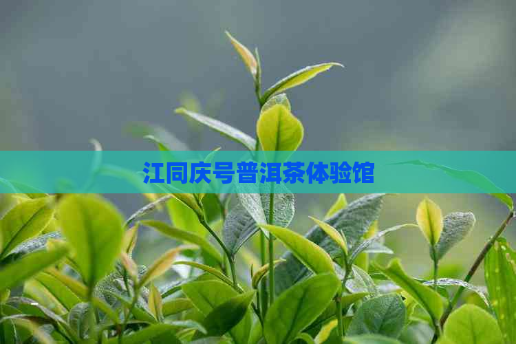 江同庆号普洱茶体验馆