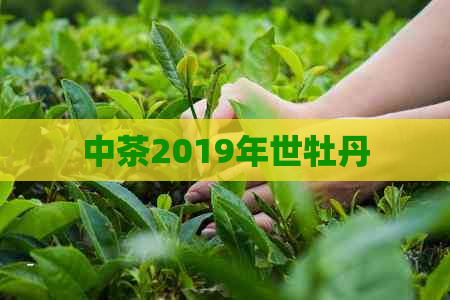 中茶2019年世牡丹