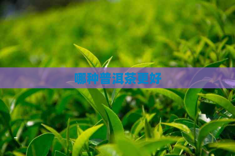 哪种普洱茶更好