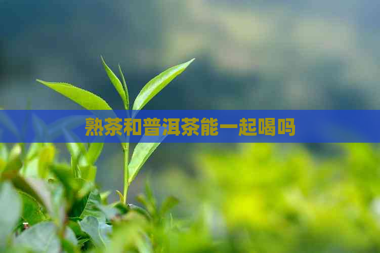 熟茶和普洱茶能一起喝吗