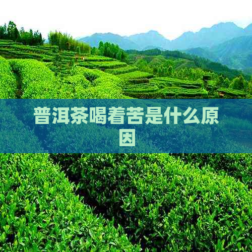 普洱茶喝着苦是什么原因