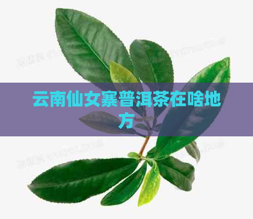 云南仙女寨普洱茶在啥地方