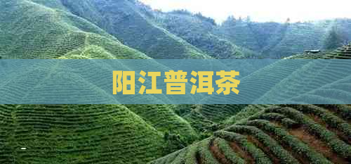 阳江普洱茶