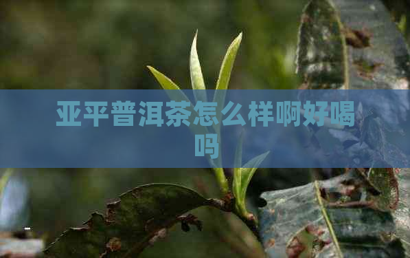 亚平普洱茶怎么样啊好喝吗